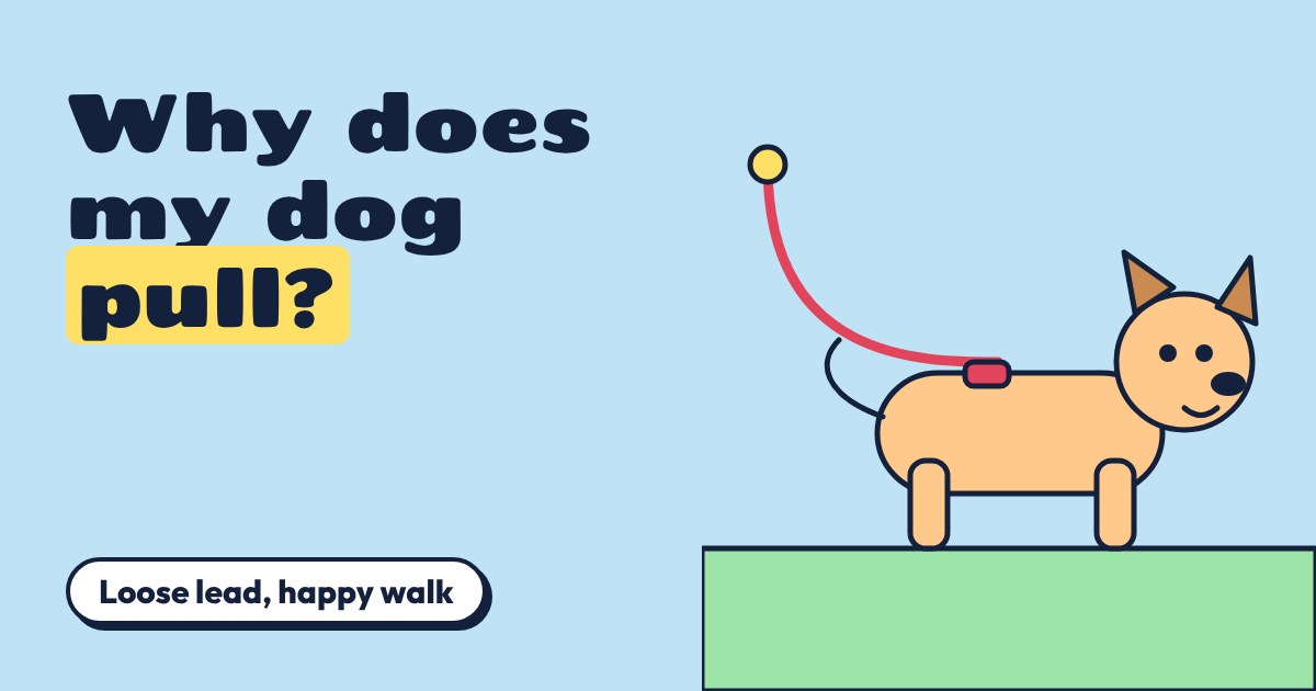 A cartoon dog on a green hill with a loose red lead curving up, beside the title Why does my dog pull?